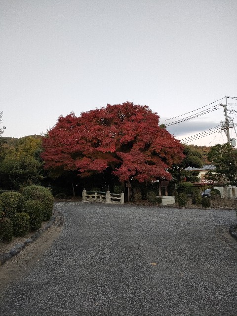 f:id:hellomosimosi:20231201180645j:image