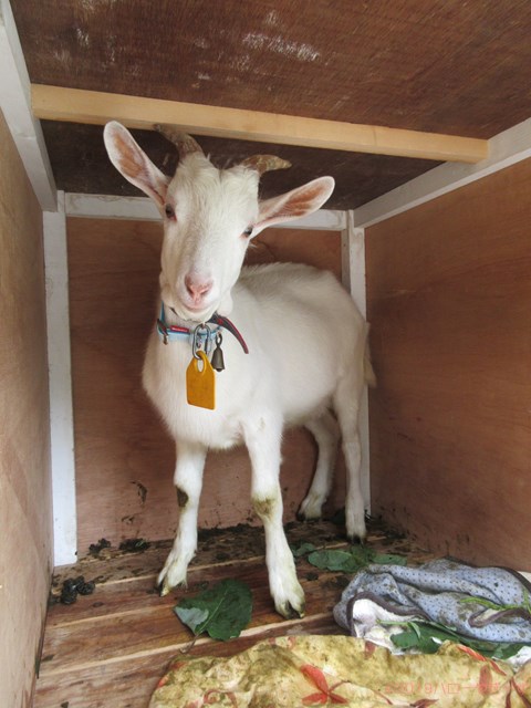 ハローやぎーず-ヤギの健康管理-ヤギ糞-仔山羊