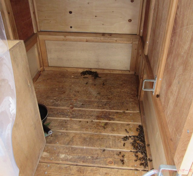 ハローやぎーず-ヤギの健康管理-ヤギ糞-形状-むぎちゃん