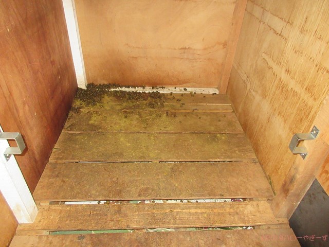 ハローやぎーず-ヤギの健康管理-ヤギ糞-形状-じろ君