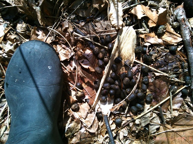 ハローやぎーず-ヤギの健康管理-ヤギ糞-大きさ-シカ糞-比較