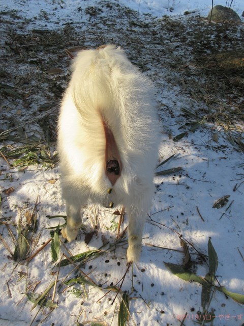 ハローやぎーず-ヤギの健康管理-ヤギ糞-排泄-じろ君