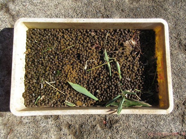 ハローやぎーず-ヤギの健康管理-ヤギ糞-1日-排泄量-重さ-堆肥