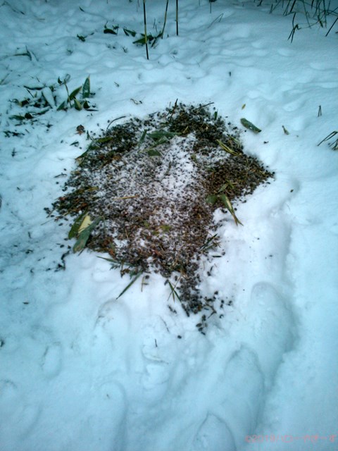 ハローやぎーず-ヤギの健康管理-ヤギ糞-1日-排泄量-堆肥