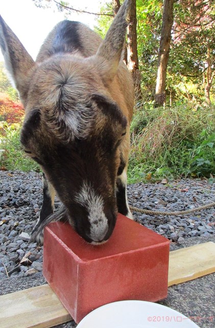 ハローやぎーず-ヤギの健康管理-鉱塩-舐塩行動-かわいいヤギ-むぎちゃん