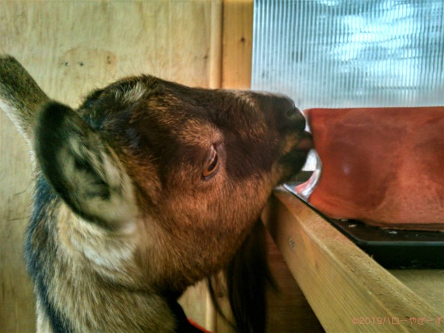 ハローやぎーず-ヤギの健康管理-鉱塩-舐塩行動-かわいいヤギ-むぎちゃん