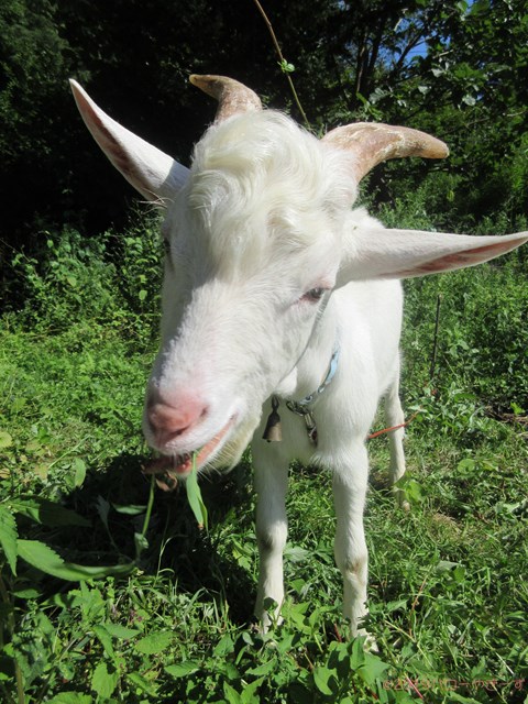 ハローやぎーず-ヤギの好き嫌いっぷり