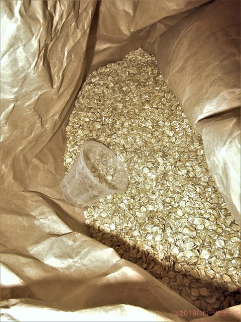 ハローやぎーず-ヤギってなに食べる？-圧ぺん大麦