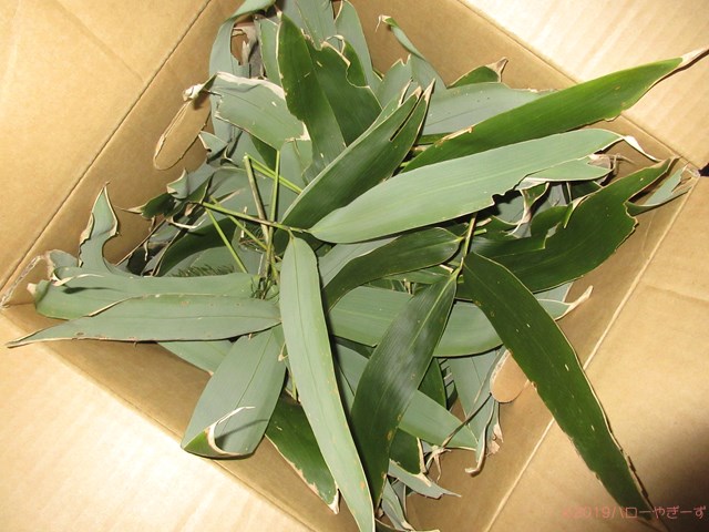 ハローやぎーず-ヤギってなに食べる？-クマイザサ