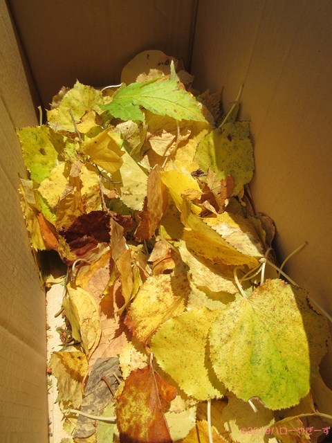 ハローやぎーず-ヤギってなに食べる？-樹葉-広葉樹