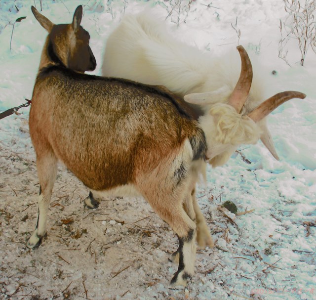 ハローやぎーず-ヤギの繁殖-ヤギの交尾-求愛行動-種付け-雄ヤギじろ君-雌ヤギむぎちゃん