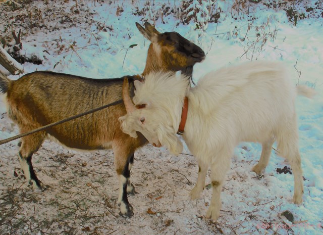 ハローやぎーず-ヤギの繁殖-ヤギの交尾-求愛行動-種付け-雄ヤギじろ君-雌ヤギむぎちゃん