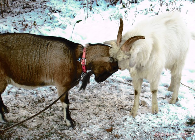 ハローやぎーず-ヤギの繁殖-ヤギの交尾-求愛行動-種付け-雄ヤギじろ君-雌ヤギむぎちゃん