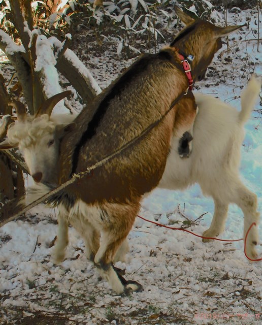 ハローやぎーず-ヤギの繁殖-ヤギの交尾-求愛行動-種付け-雄ヤギじろ君-雌ヤギむぎちゃん