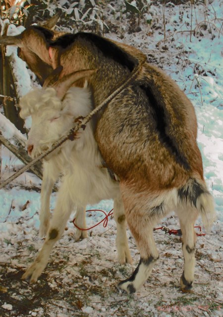 ハローやぎーず-ヤギの繁殖-ヤギの交尾-求愛行動-種付け-雄ヤギじろ君-雌ヤギむぎちゃん