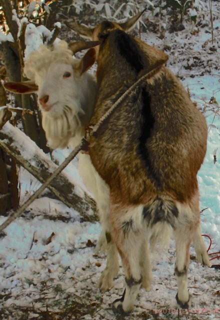 ハローやぎーず-ヤギの繁殖-ヤギの交尾-求愛行動-種付け-雄ヤギじろ君-雌ヤギむぎちゃん