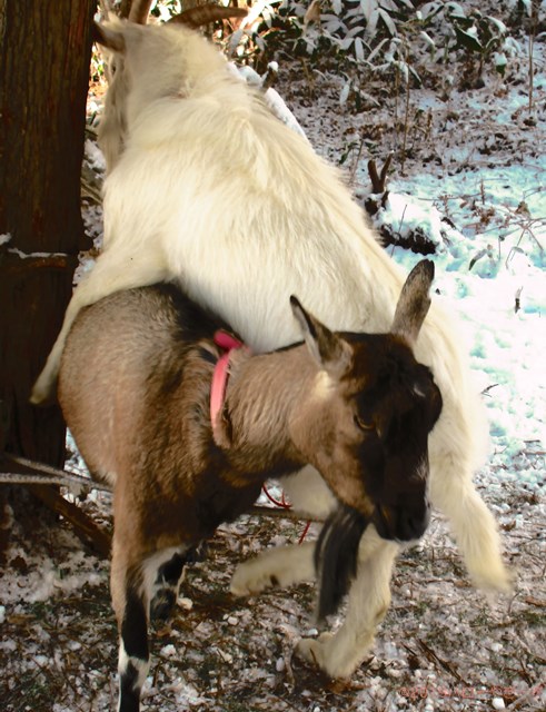 ハローやぎーず-ヤギの繁殖-ヤギの交尾-求愛行動-種付け-雄ヤギじろ君-雌ヤギむぎちゃん