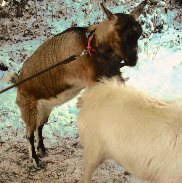 ハローやぎーず-ヤギの繁殖-ヤギの交尾-求愛行動-種付け-雄ヤギじろ君-雌ヤギむぎちゃん