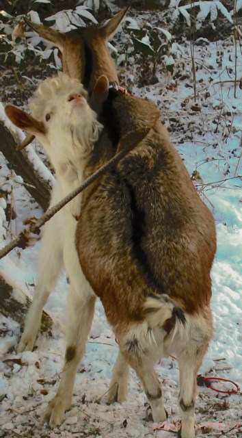 ハローやぎーず-ヤギの繁殖-ヤギの交尾-求愛行動-種付け-雄ヤギじろ君-雌ヤギむぎちゃん