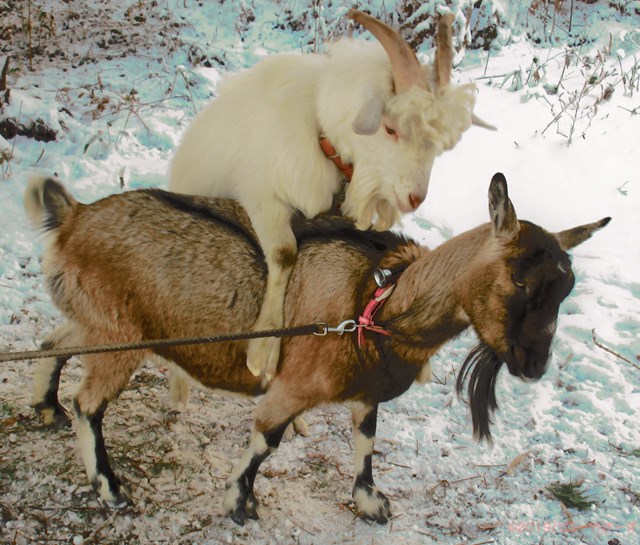 ハローやぎーず-ヤギの繁殖-ヤギの交尾-求愛行動-種付け-雄ヤギじろ君-雌ヤギむぎちゃん