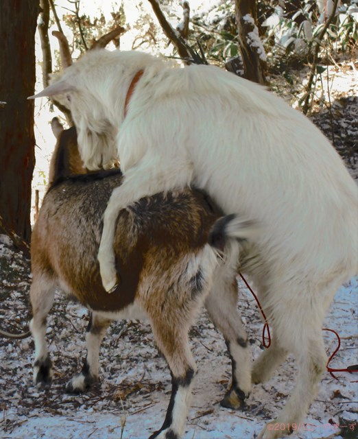 ハローやぎーず-ヤギの繁殖-ヤギの交尾-求愛行動-種付け-雄ヤギじろ君-雌ヤギむぎちゃん