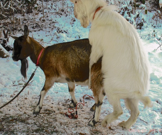 ハローやぎーず-ヤギの繁殖-ヤギの交尾-求愛行動-種付け-雄ヤギじろ君-雌ヤギむぎちゃん