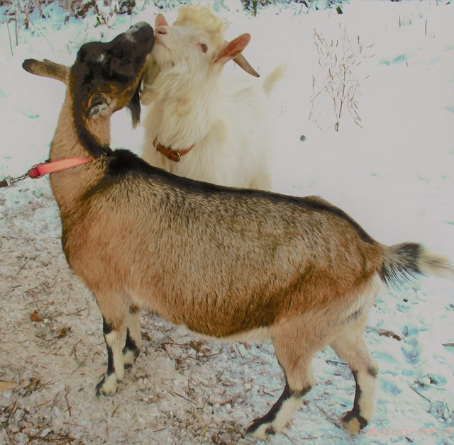 ハローやぎーず-ヤギの繁殖-ヤギの交尾-求愛行動-種付け-雄ヤギじろ君-雌ヤギむぎちゃん