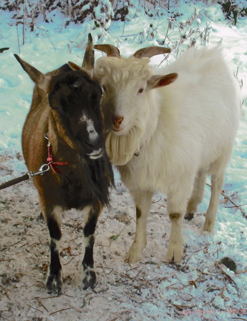 ハローやぎーず-ヤギの繁殖-ヤギの交尾-求愛行動-種付け-雄ヤギじろ君-雌ヤギむぎちゃん