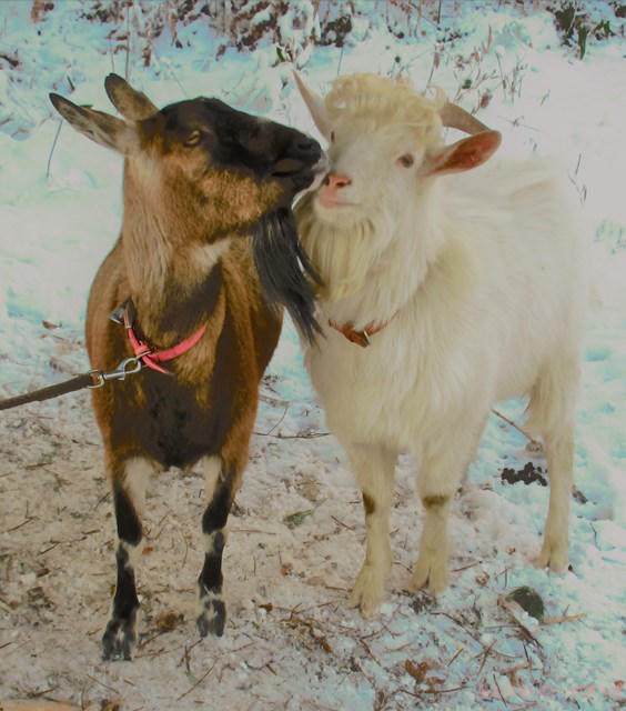 ハローやぎーず-ヤギの繁殖-ヤギの交尾-求愛行動-種付け-雄ヤギじろ君-雌ヤギむぎちゃん