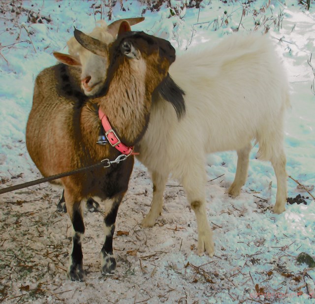 ハローやぎーず-ヤギの繁殖-ヤギの交尾-求愛行動-種付け-雄ヤギじろ君-雌ヤギむぎちゃん