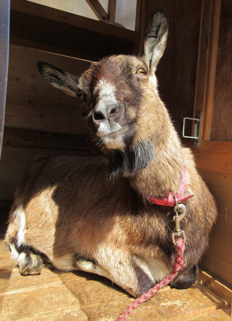 ハローやぎーず-かわいいヤギ-眠いヤギ-睡眠-寝顔