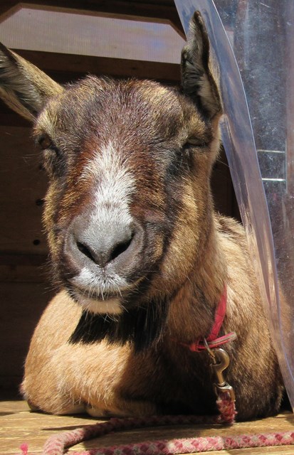 ハローやぎーず-かわいいヤギ-眠いヤギ-睡眠-寝顔