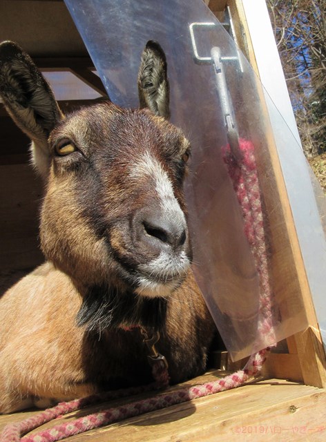 ハローやぎーず-かわいいヤギ-眠いヤギ-睡眠-寝顔