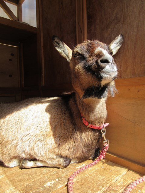 ハローやぎーず-かわいいヤギ-眠いヤギ-睡眠-寝顔