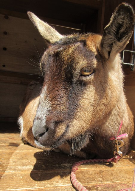 ハローやぎーず-かわいいヤギ-眠いヤギ-睡眠-寝顔