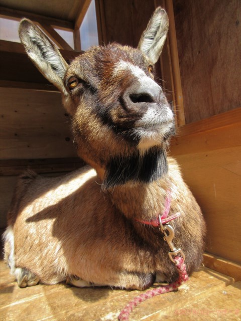 ハローやぎーず-かわいいヤギ-眠いヤギ-睡眠-寝顔