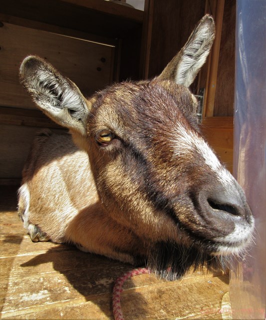 ハローやぎーず-かわいいヤギ-眠いヤギ-睡眠-寝顔