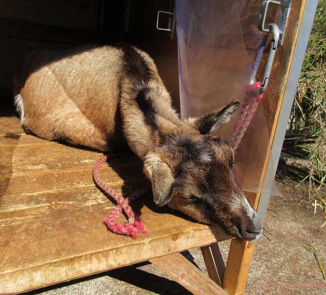 ハローやぎーず-かわいいヤギ-眠いヤギ-睡眠-寝顔