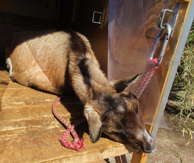 ハローやぎーず-かわいいヤギ-眠いヤギ-睡眠-寝顔