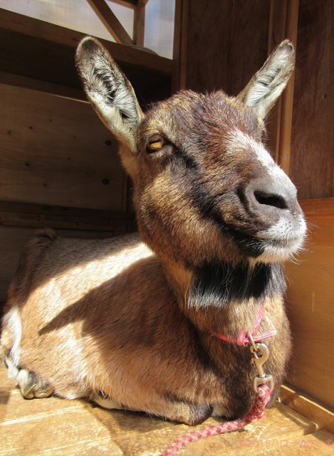 ハローやぎーず-かわいいヤギ-眠いヤギ-睡眠-寝顔