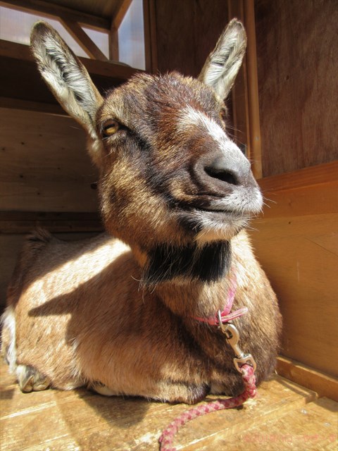 ハローやぎーず-かわいいヤギ-眠いヤギ-睡眠-寝顔
