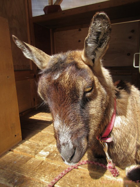 ハローやぎーず-かわいいヤギ-眠いヤギ-睡眠-寝顔