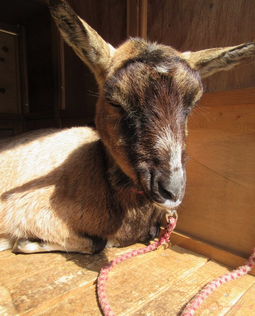 ハローやぎーず-かわいいヤギ-眠いヤギ-睡眠-寝顔