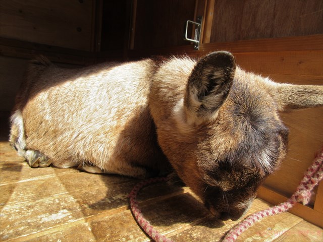 ハローやぎーず-かわいいヤギ-眠いヤギ-睡眠-寝顔