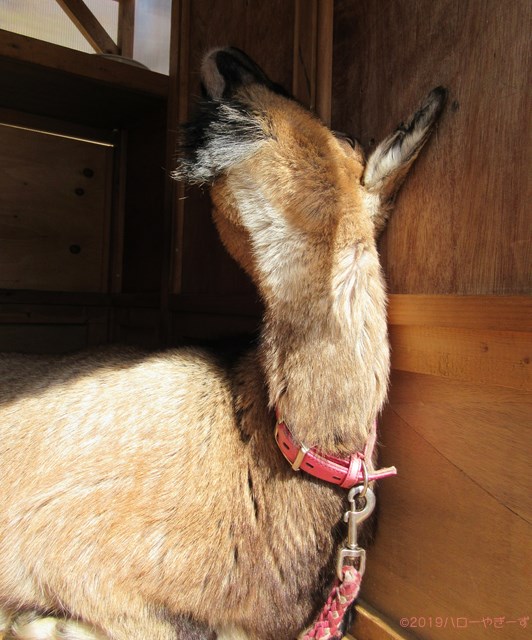 ハローやぎーず-かわいいヤギ-眠いヤギ-睡眠-寝顔