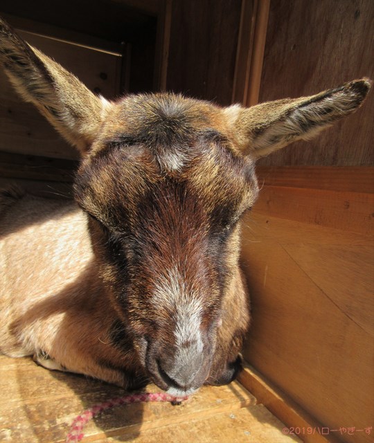 ハローやぎーず-かわいいヤギ-眠いヤギ-睡眠-寝顔
