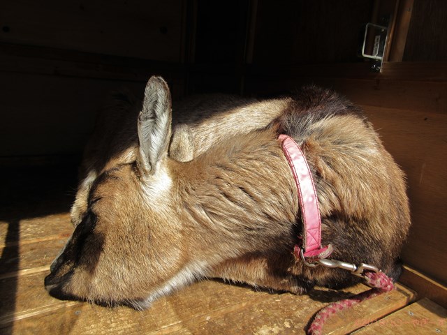 ハローやぎーず-かわいいヤギ-眠いヤギ-睡眠-寝顔