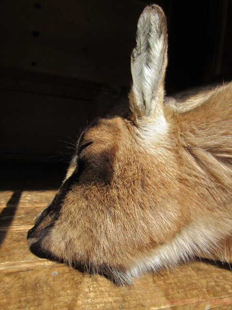 ハローやぎーず-かわいいヤギ-眠いヤギ-睡眠-寝顔