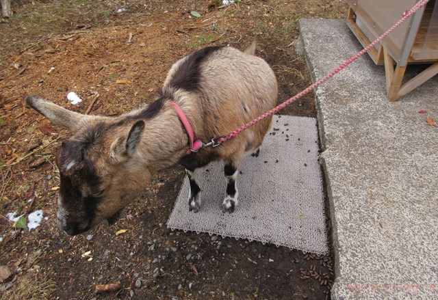 ハローやぎーず-ヤギの健康管理-ヤギってトイレ覚える？-しつけ-トレーニング-マット