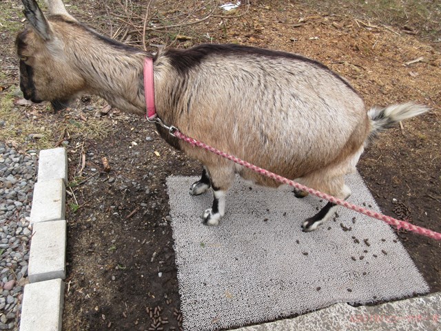ハローやぎーず-ヤギの健康管理-ヤギってトイレ覚える？-しつけ-トレーニング-マット